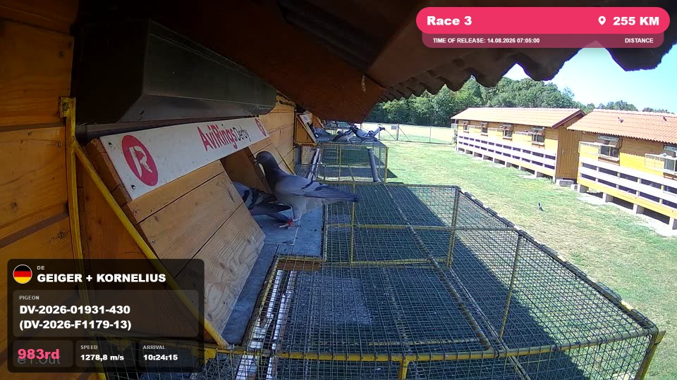 Pigeon Arrival Image For Race Race 3