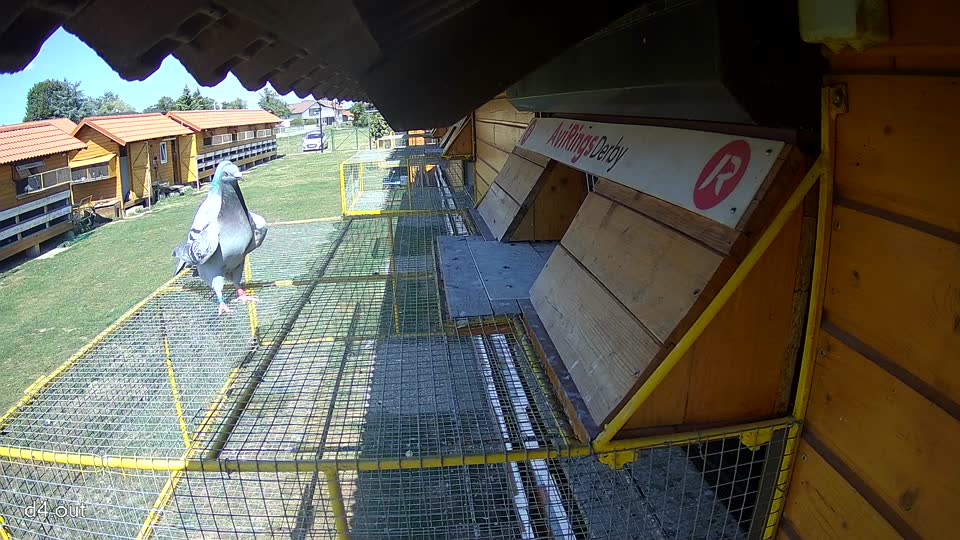 Pigeon Arrival Image For Race Race 5