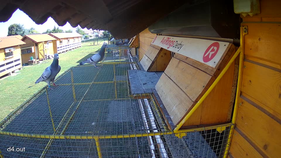 Pigeon Arrival Image For Race Race 2