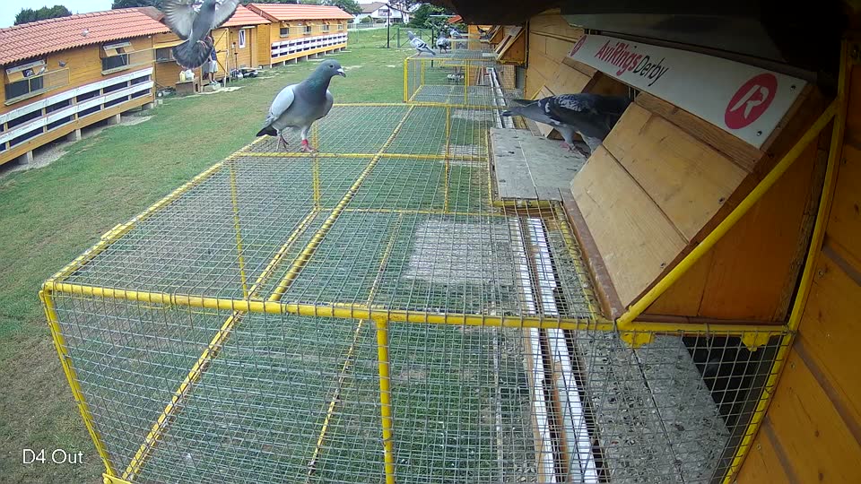 Pigeon Arrival Image For Race Race 3