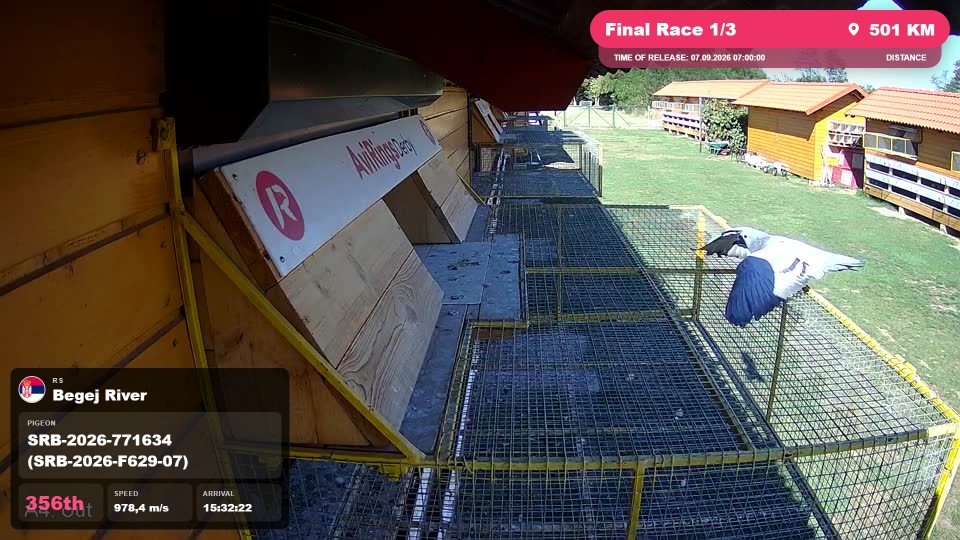 Pigeon Arrival Image For Race Final Race 1/3