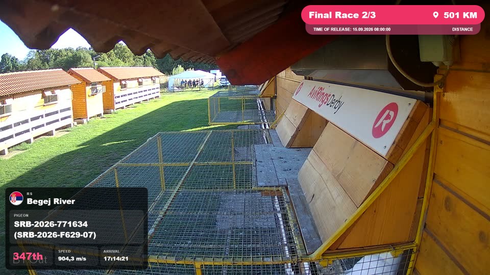 Pigeon Arrival Image For Race Final Race 2/3