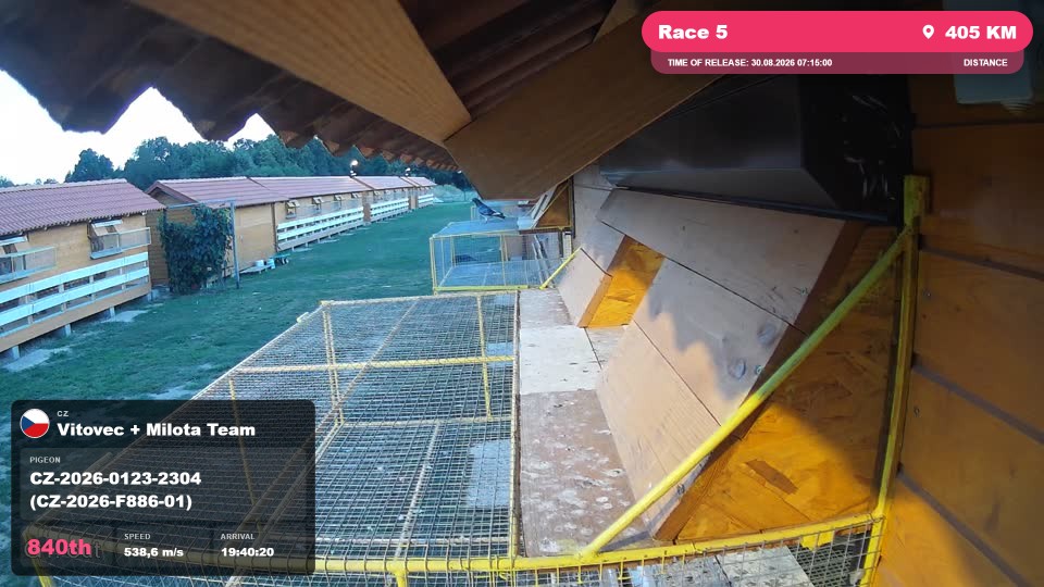 Pigeon Arrival Image For Race Race 5