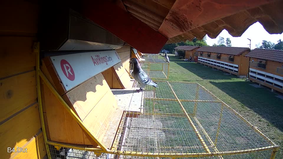 Pigeon Arrival Image For Race Race 1