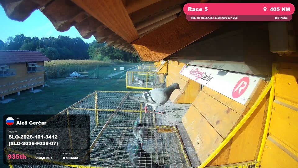 Pigeon Arrival Image For Race Race 5