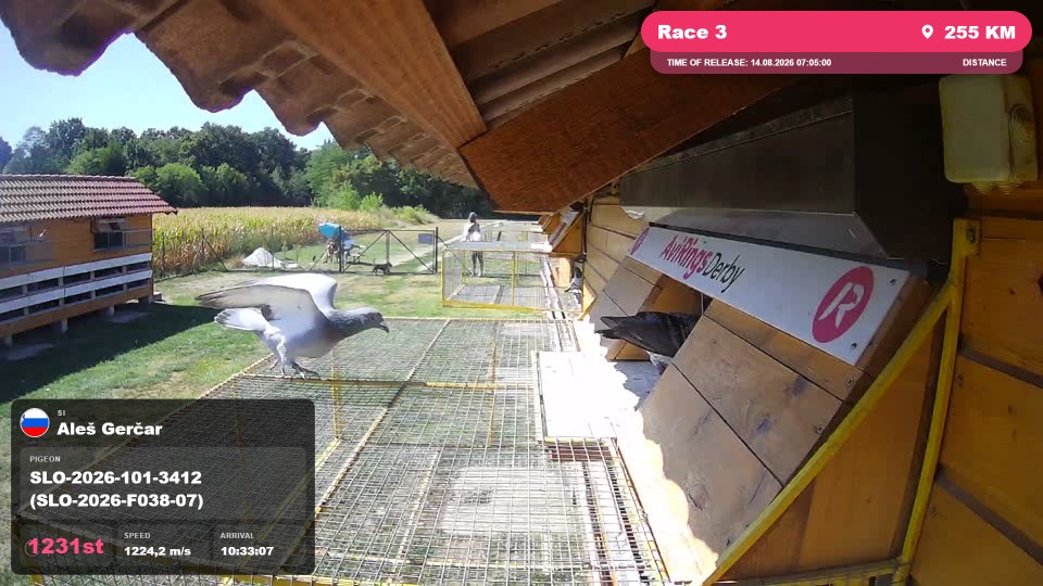 Pigeon Arrival Image For Race Race 3
