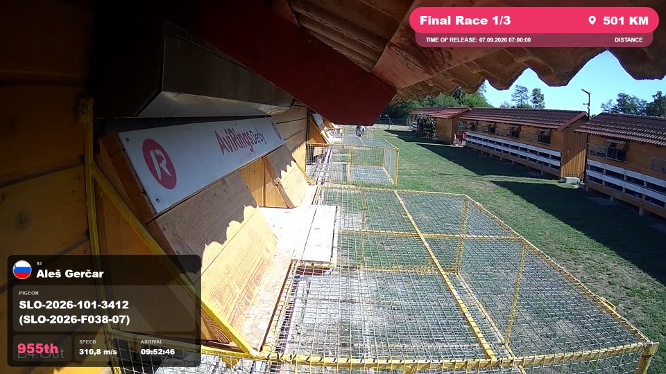 Pigeon Arrival Image For Race Final Race 1/3