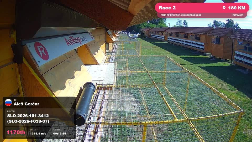 Pigeon Arrival Image For Race Race 2