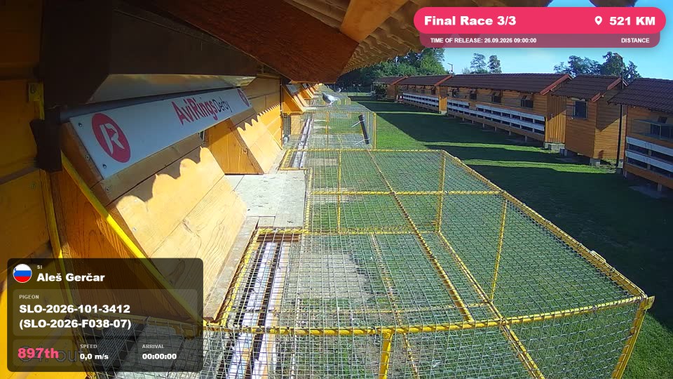 Pigeon Arrival Image For Race Final Race 3/3