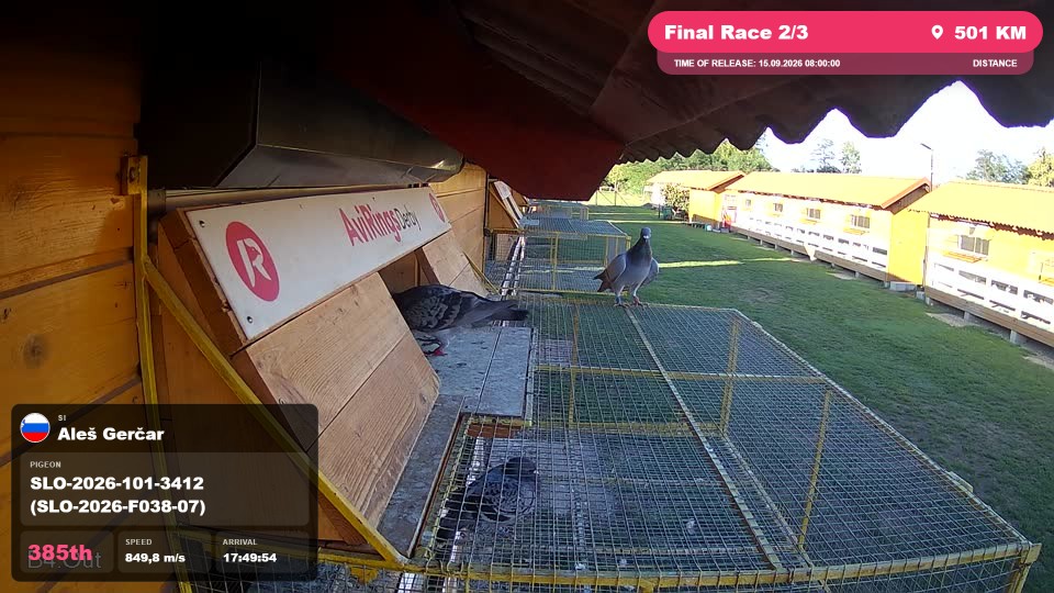 Pigeon Arrival Image For Race Final Race 2/3