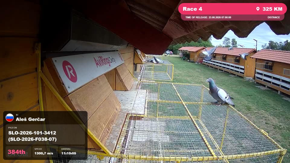 Pigeon Arrival Image For Race Race 4
