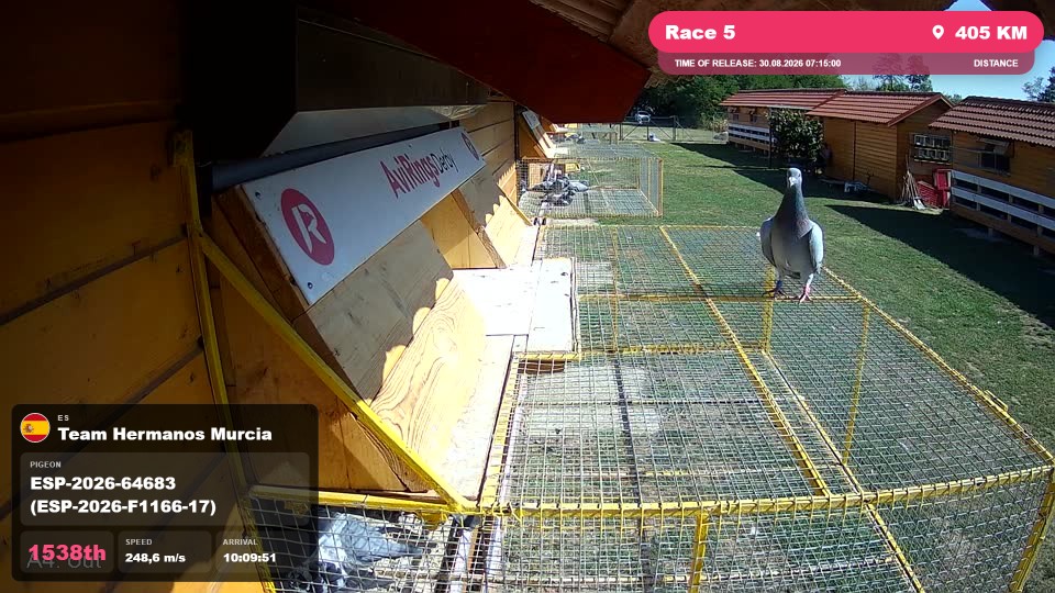 Pigeon Arrival Image For Race Race 5