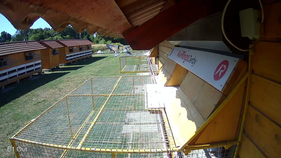 Pigeon Arrival Image For Race Race 3