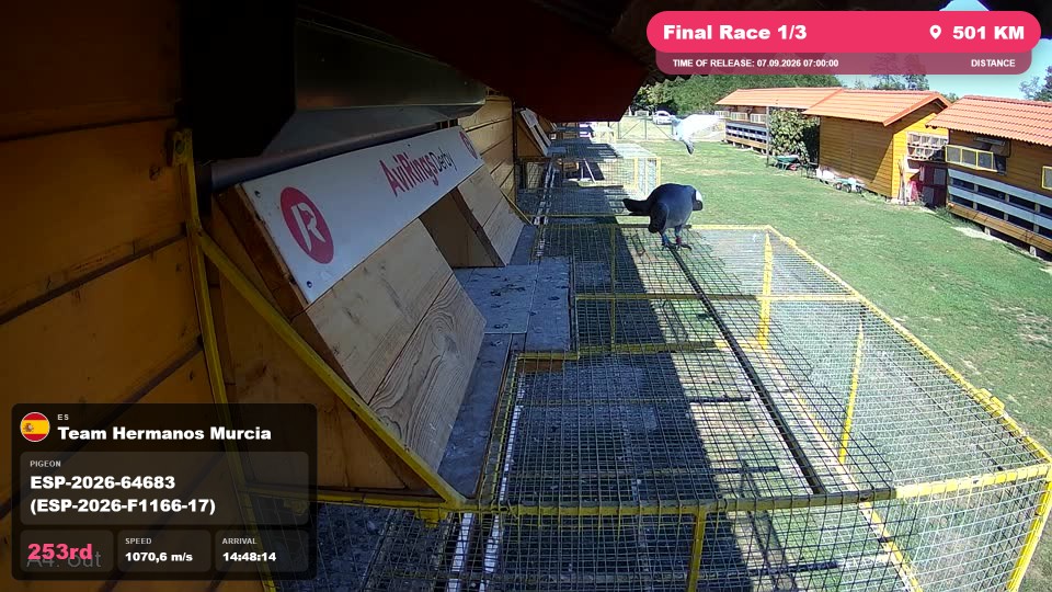 Pigeon Arrival Image For Race Final Race 1/3