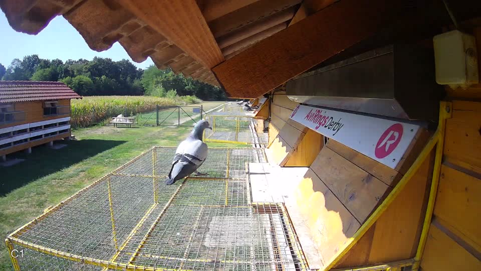 Pigeon Arrival Image For Race Race 2