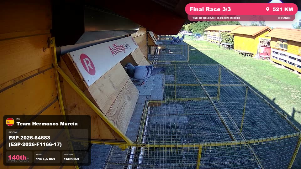 Pigeon Arrival Image For Race Final Race 3/3