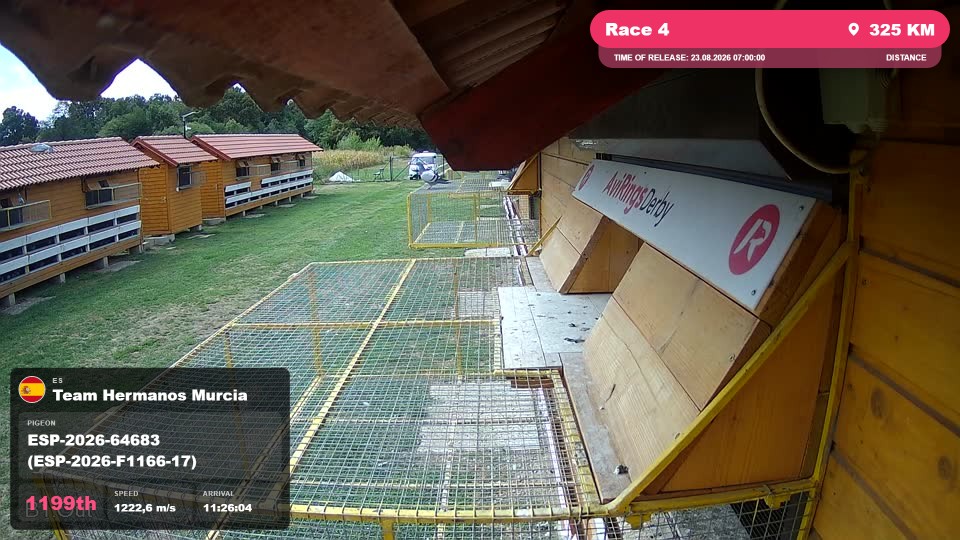 Pigeon Arrival Image For Race Race 4