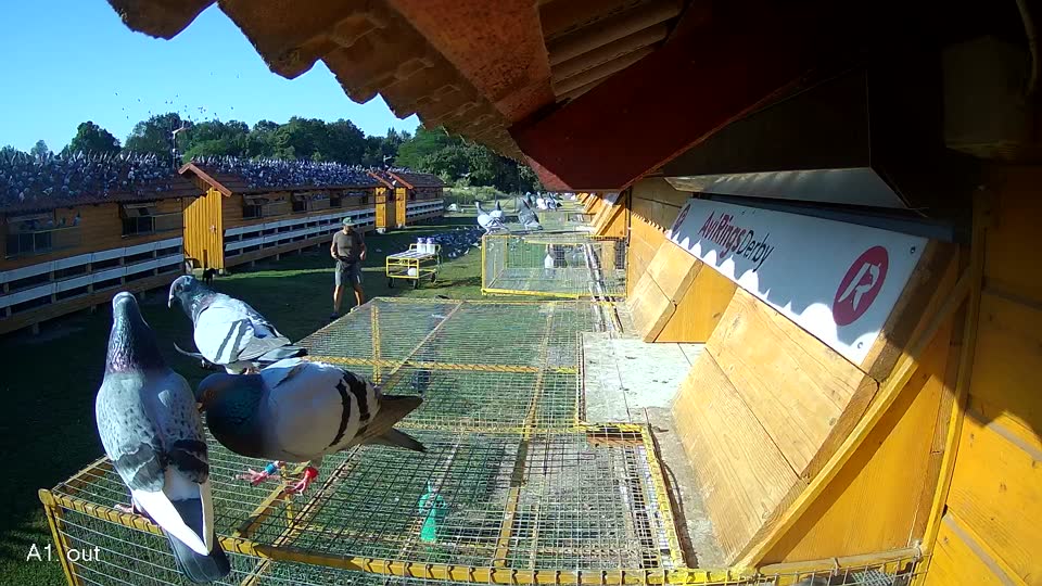 Pigeon Arrival Image For Race Race 1