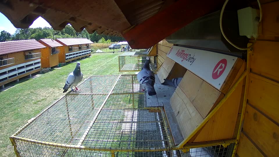 Pigeon Arrival Image For Race Race 5