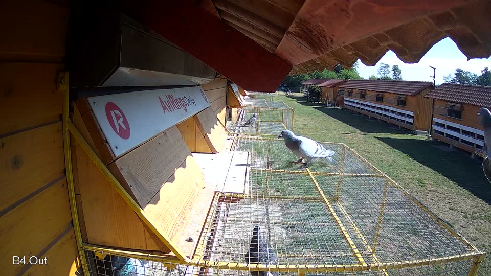 Pigeon Arrival Image For Race Race 2