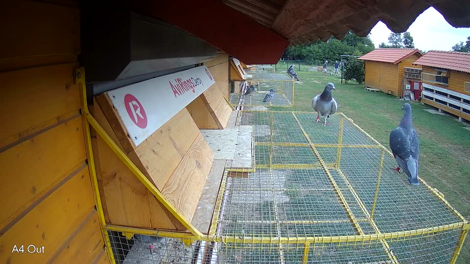 Pigeon Arrival Image For Race Race 3