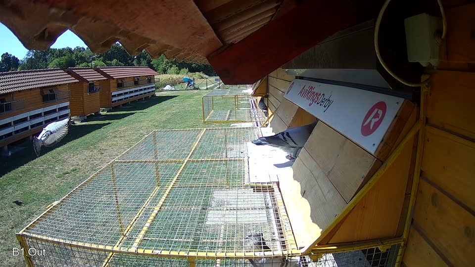 Pigeon Arrival Image For Race Race 3