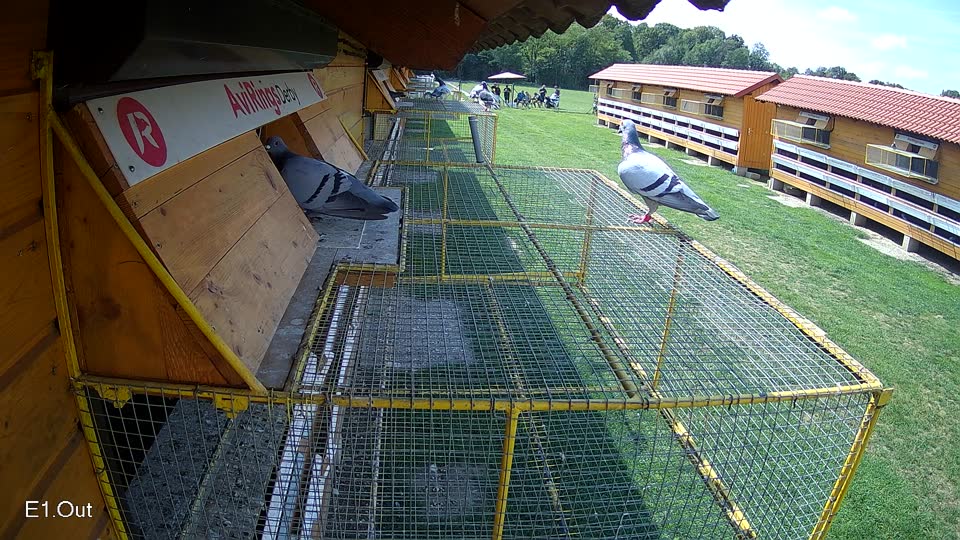 Pigeon Arrival Image For Race Race 6