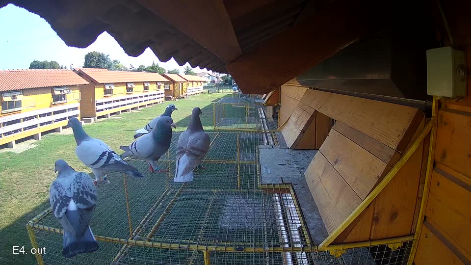 Pigeon Arrival Image For Race Race 1