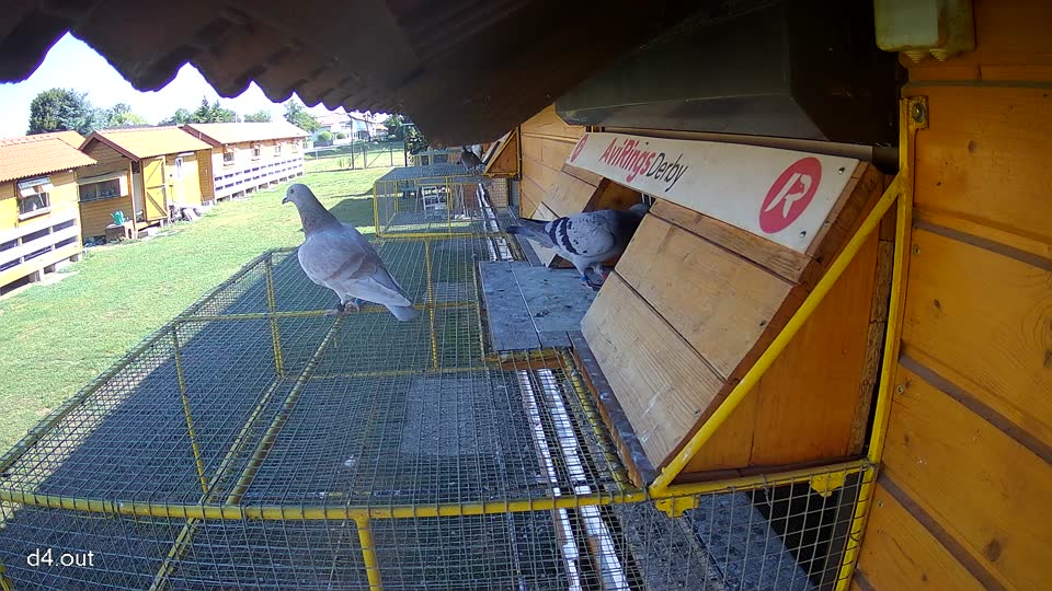 Pigeon Arrival Image For Race Race 2