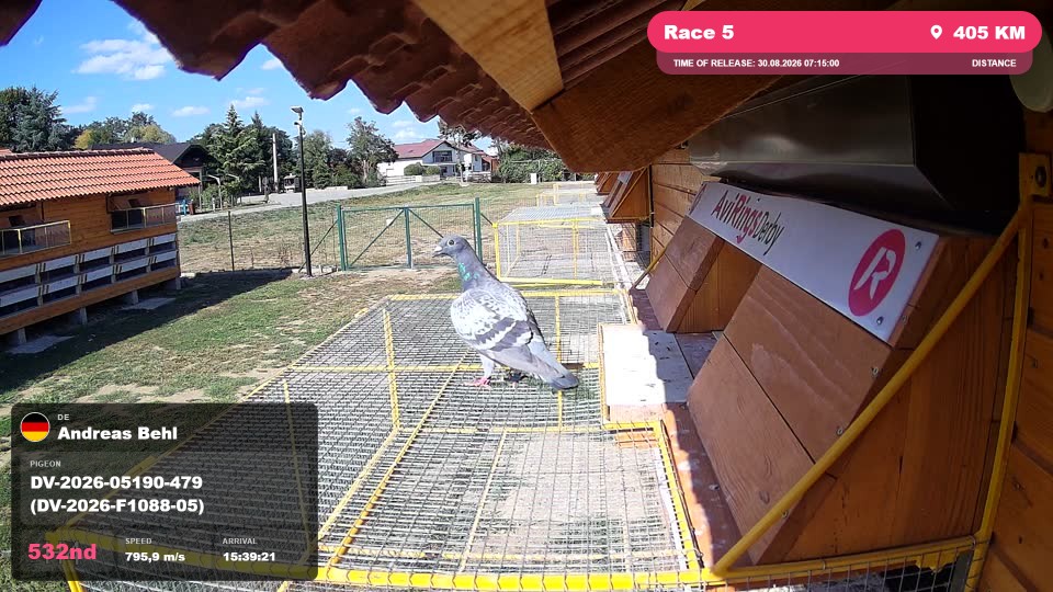 Pigeon Arrival Image For Race Race 5