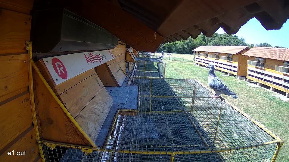 Pigeon Arrival Image For Race Race 3
