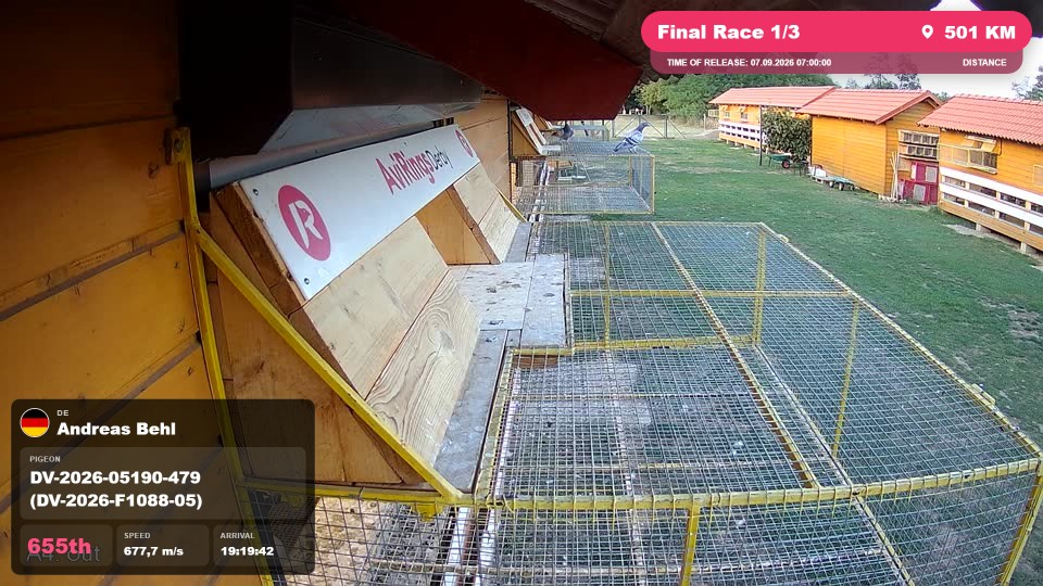 Pigeon Arrival Image For Race Final Race 1/3