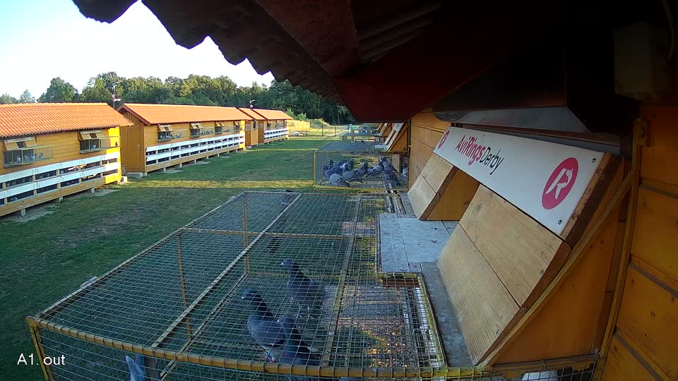Pigeon Arrival Image For Race Race 2