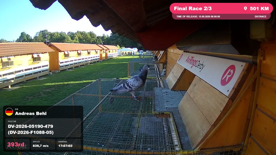 Pigeon Arrival Image For Race Final Race 2/3