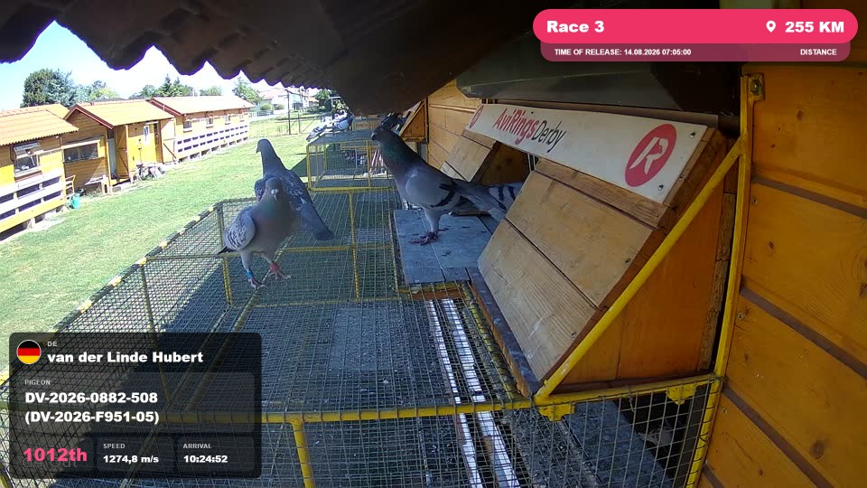 Pigeon Arrival Image For Race Race 3