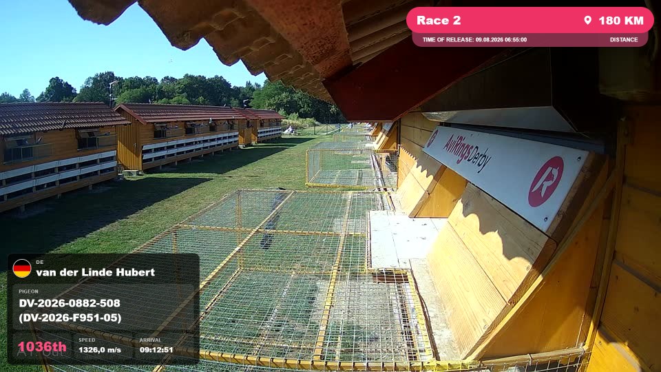 Pigeon Arrival Image For Race Race 2