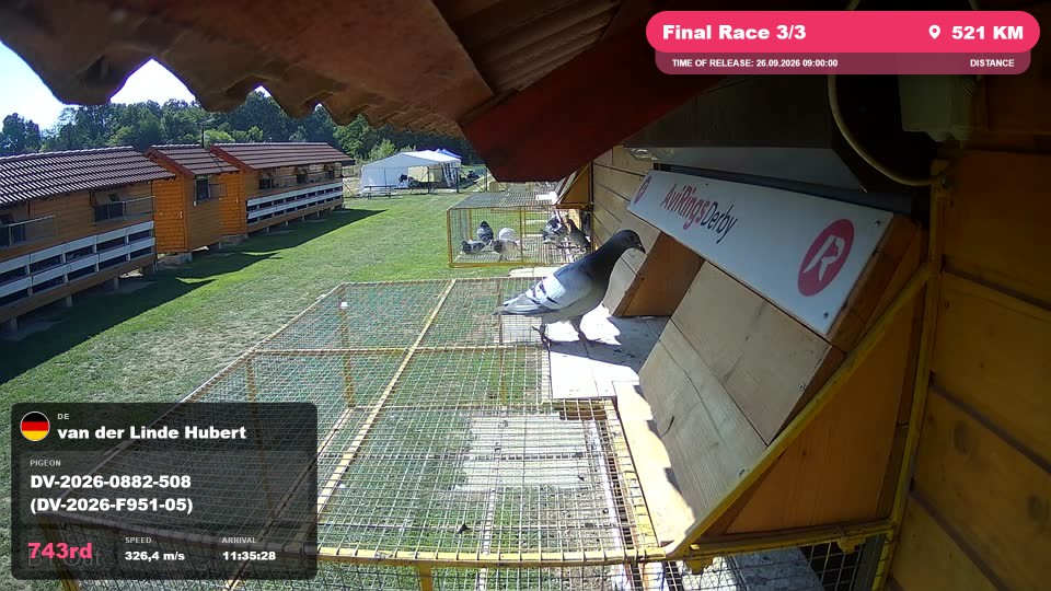 Pigeon Arrival Image For Race Final Race 3/3