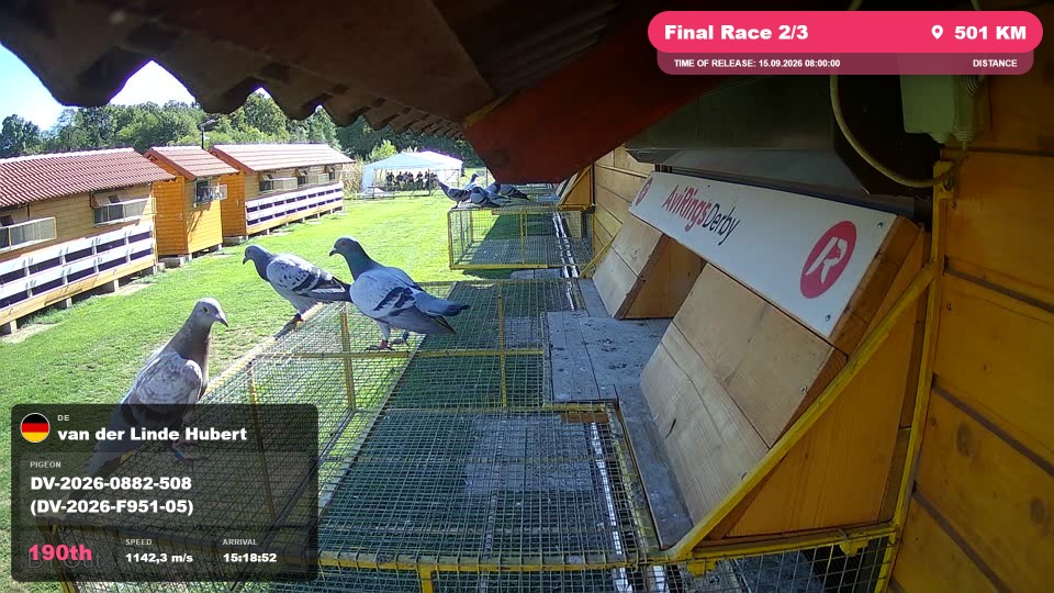 Pigeon Arrival Image For Race Final Race 2/3