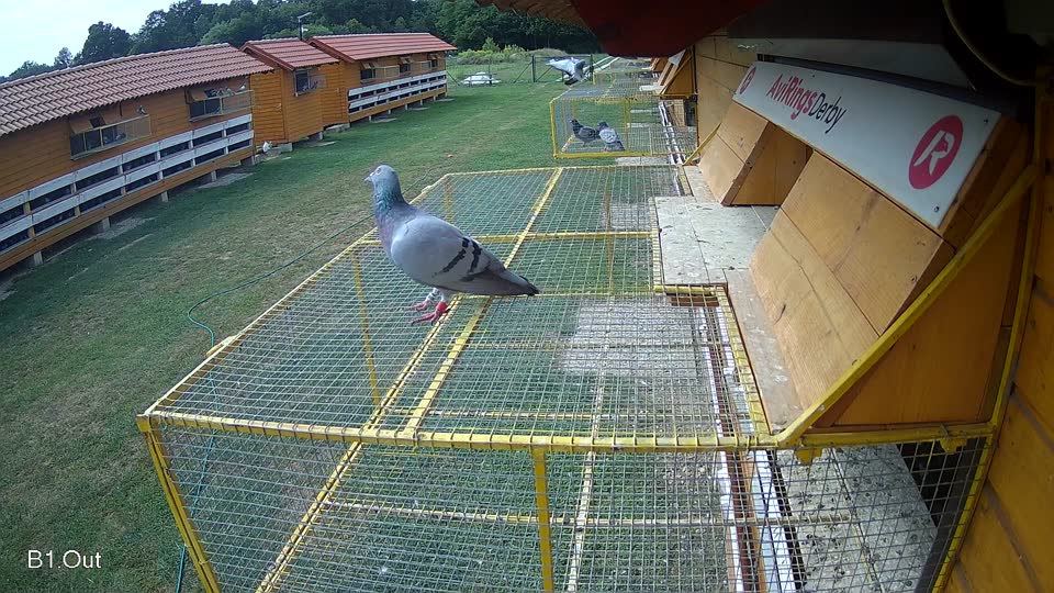 Pigeon Arrival Image For Race Race 3