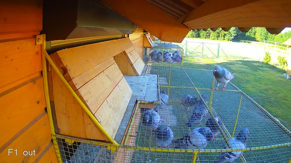 Pigeon Arrival Image For Race Race 3