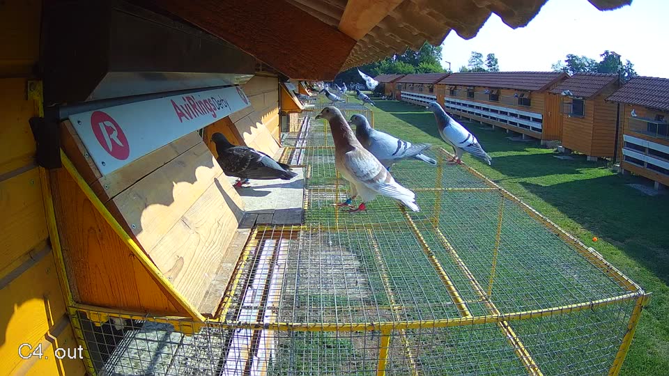 Pigeon Arrival Image For Race Race 1