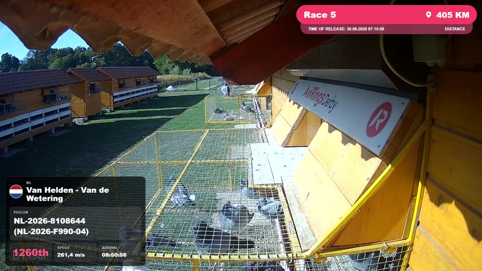 Pigeon Arrival Image For Race Race 5