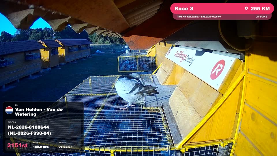 Pigeon Arrival Image For Race Race 3