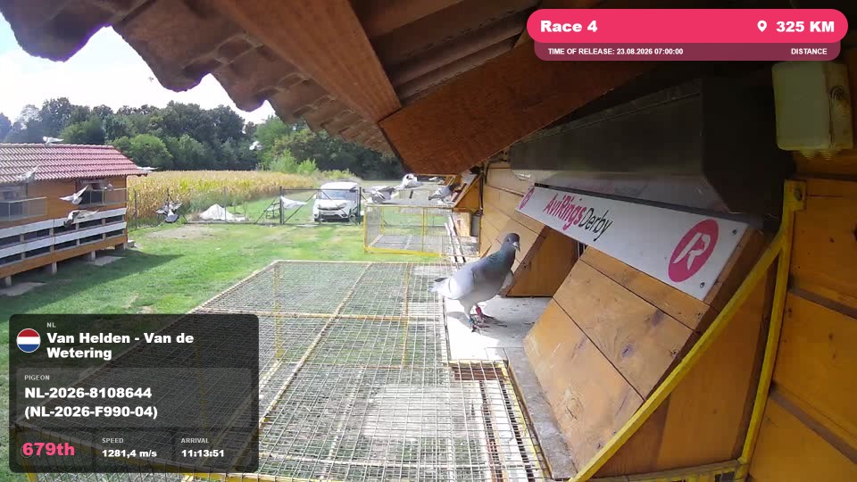 Pigeon Arrival Image For Race Race 4