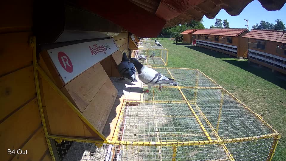 Pigeon Arrival Image For Race Race 2
