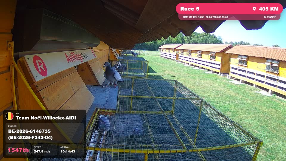 Pigeon Arrival Image For Race Race 5