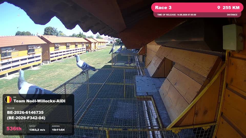 Pigeon Arrival Image For Race Race 3