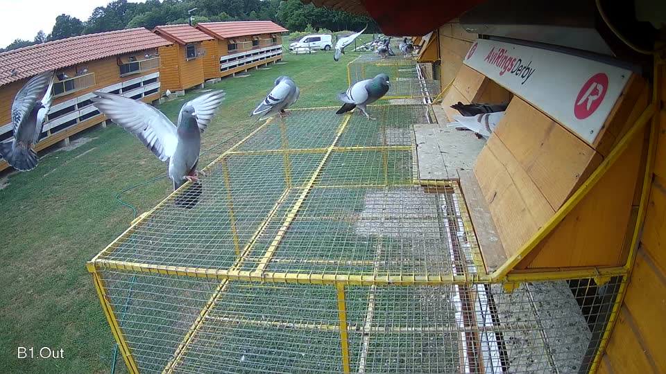 Pigeon Arrival Image For Race Race 3