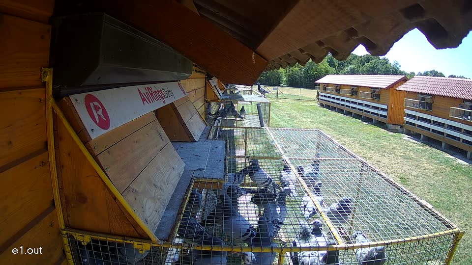Pigeon Arrival Image For Race Race 3