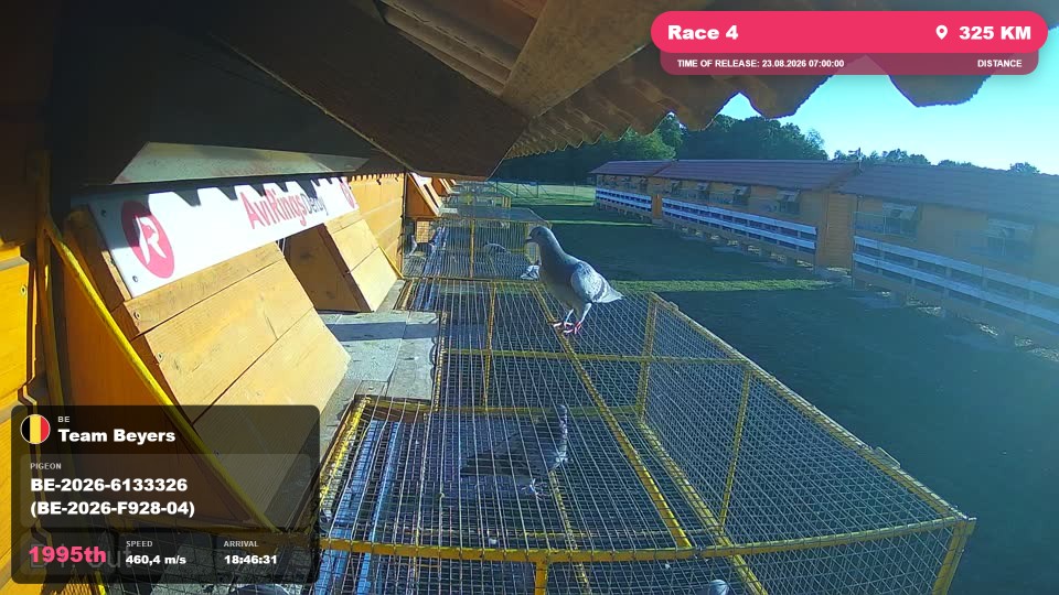 Pigeon Arrival Image For Race Race 4